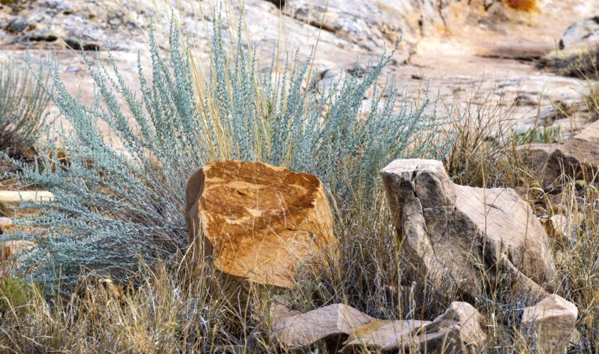 Sage plant behind some large boulders near our Winslow, AZ lodging